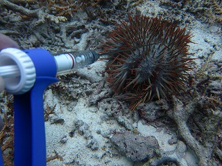 西表島の海のリゾート・メラマウリゾートで今日はサンゴ保全活動