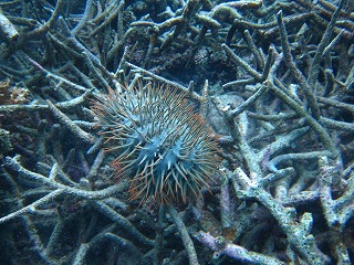 西表島の海のリゾート・メラマウリゾートで今日はサンゴ保全活動