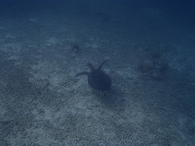 西表島今年初シュノーケリングはアオウミガメと泳ぐ