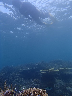 西表島今年初シュノーケリングはアオウミガメと泳ぐ