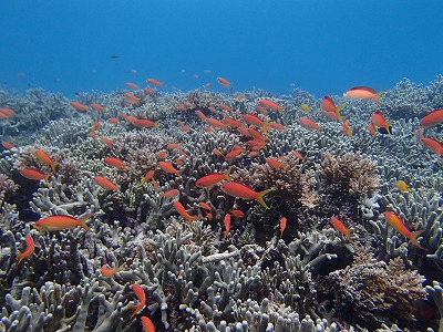 1月でも西表島のサンゴの海をシュノーケリング