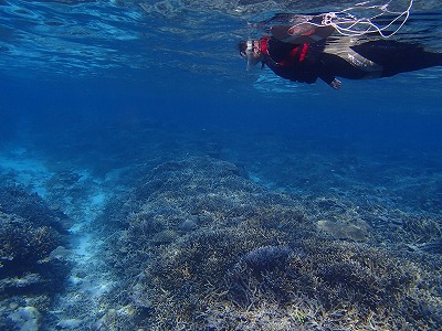 1月でも西表島のサンゴの海をシュノーケリング