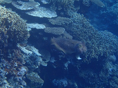 西表島のシュノーケリングツアーメラマウリゾートでコブシメの産卵