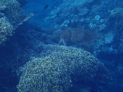 西表島のシュノーケリングツアーメラマウリゾートでコブシメの産卵