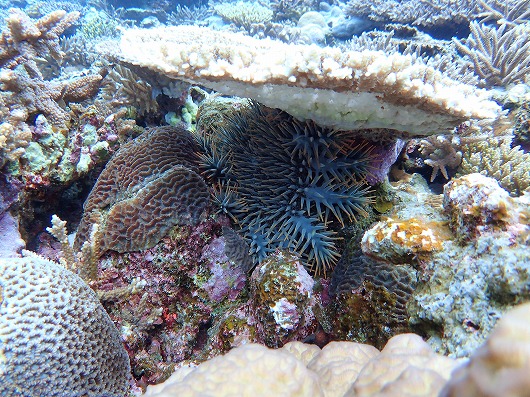 西表島のサンゴ礁を守るオニヒトデ退治