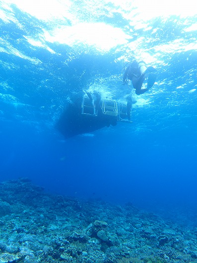 西表島のサンゴ礁を守るオニヒトデ退治