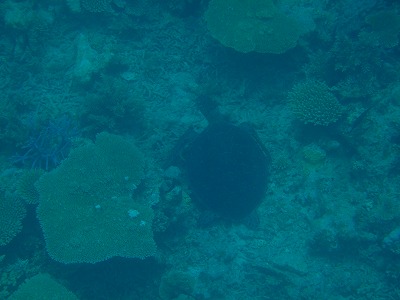 ウミガメとシュノーケリング