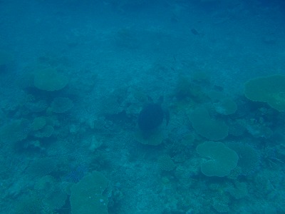 イダの浜沖のウミガメ