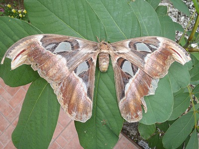 世界最大の蛾ヨナグニサン 世界最大の蛾ヨナグニサン