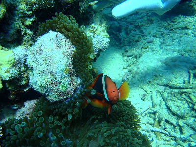 西表島の海のハマクマノミ