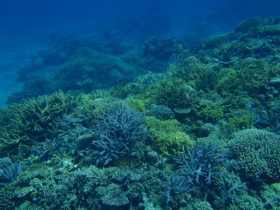美しい網取のサンゴ