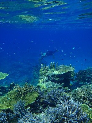 素潜りも気持ちいい！