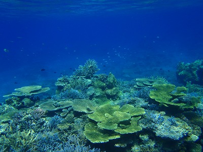 奥西表船浮の生き生きしたサンゴの海でシュノーケリング