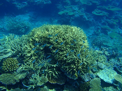 イダの浜沖の美しいサンゴ