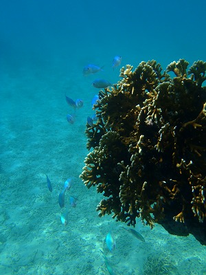 初シュノーケリングに挑戦 初シュノーケリングに挑戦