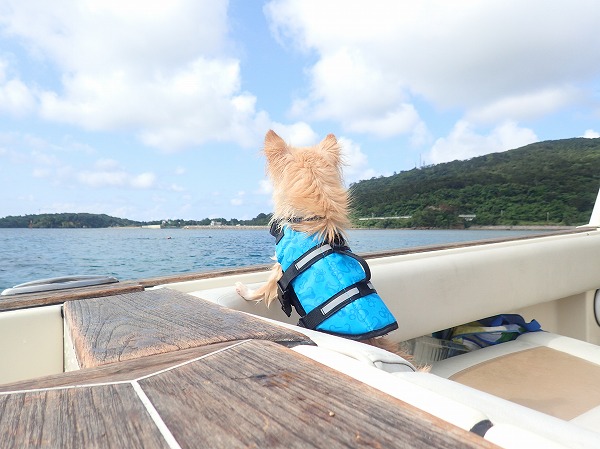 ペットと石垣島から奥西表貸切ボートチャーターシュノーケリング＆釣りツアー