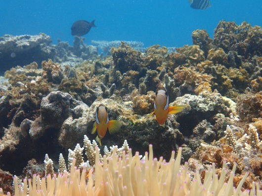 台風後もエキサイティングな西表島の釣りと美しい網取シュノーケリング!