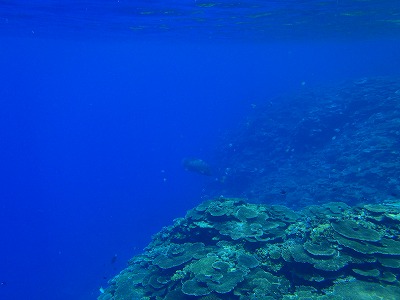 海が恋しい・・・。