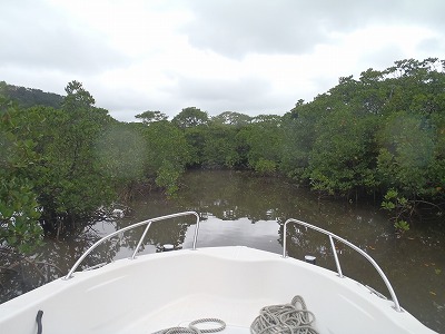 久々に来るマングローブの川