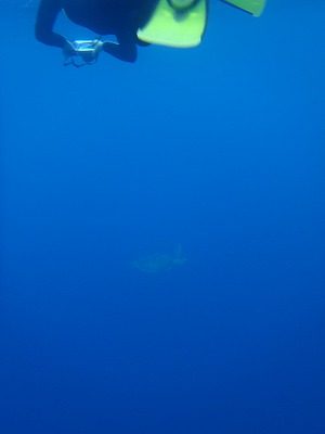 西表島でウミガメとシュノーケリング