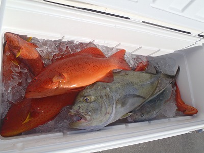 西表島でジギングならメラマウリゾート