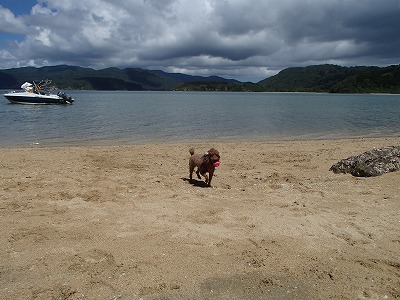 西表島でペットと一緒にシュノーケリングなら貸切ツアーのメラマウリゾート