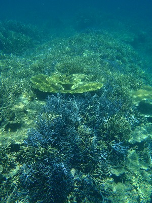 奥西表サンゴ