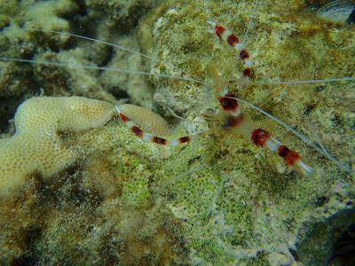 西表島のメラマウリゾートツアーではるかちゃんの三日目