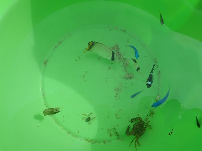 西表島のメラマウリゾートツアーではるかちゃんの三日目