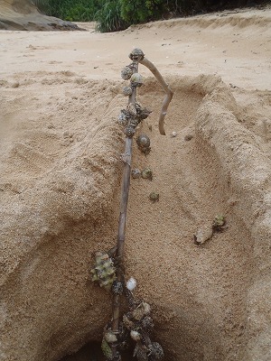 西表島のメラマウリゾートツアーではるかちゃんの三日目