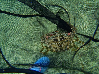 西表島のリゾートツアーではるかちゃんの最終日