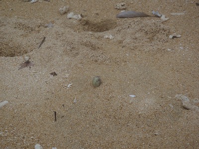 西表島のメラマウリゾートツアーではるかちゃんの三日目