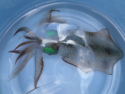 西表島の海のリゾートならメラマウリゾート 西表島の海のリゾートならメラマウリゾート