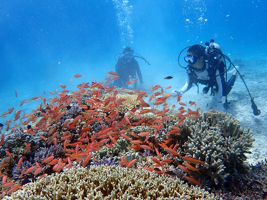 石垣島より奥西表貸切ボートチャーターシュノーケリング釣り体験ダイビング