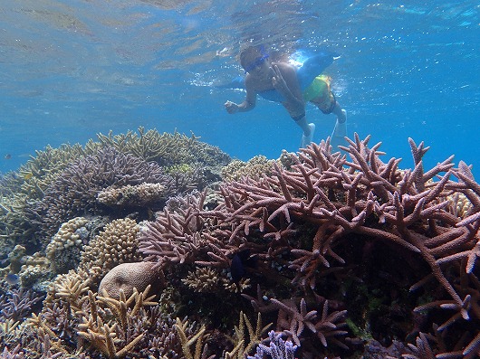 石垣島より奥西表貸切ボートチャーターシュノーケリング釣り体験ダイビング