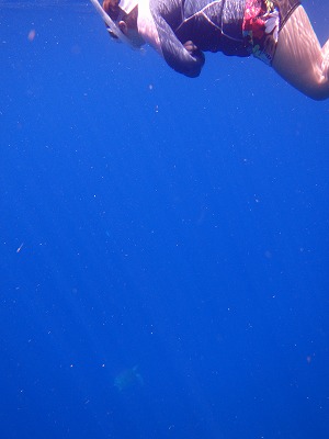今年３回目リピーターさんと美しすぎる奥西表島網取崎山シュノーケリングでウミガメ１３匹！