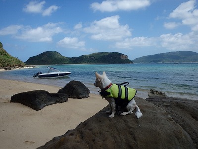 石垣島より貸切ボートチャーターで大切なペットさんとのんびりシュノーケリングin西表島