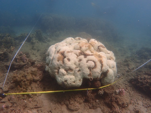 八重山でサンゴの白化現象はなぜ起きた？