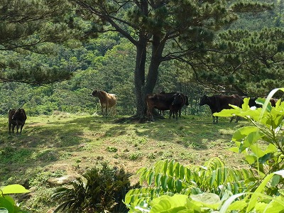 日陰に避難する西表の牛