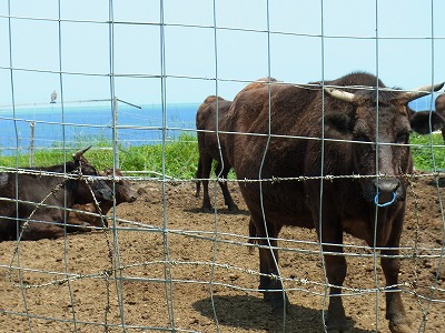 西表の海の見える牛達