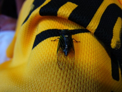 イワサキクサゼミ イワサキクサゼミ