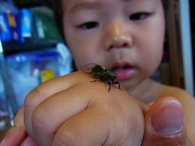 手のひらサイズのイワサキクサゼミ 手のひらサイズのイワサキクサゼミ